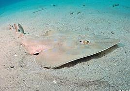 Pez guitarra fotografiado en Cabo de Palos.
