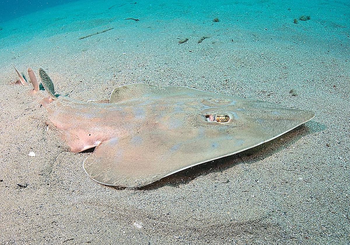 Pez guitarra fotografiado en Cabo de Palos.