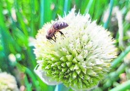 Un abeja poliniza un cebollino en un cultivo de la Región de Murcia.