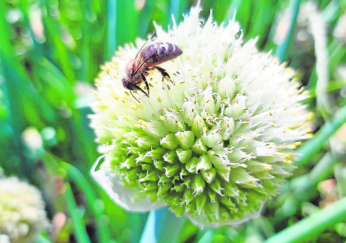 Un abeja poliniza un cebollino en un cultivo de la Región de Murcia.