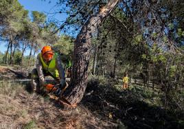 Un operario lleva a cabo labores selvícolas de clareo en Murcia.