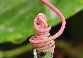 Convulsión de alta costura