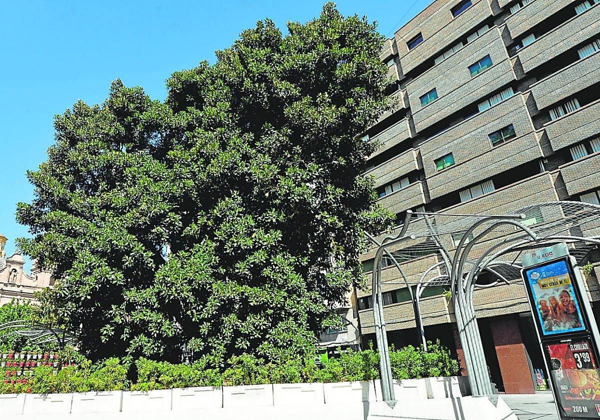 El ficus de la plaza de Santo Domingo en una imagen tomada este domingo.