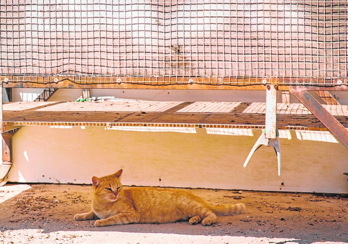 Un gato callejero descansa bajo un banco.