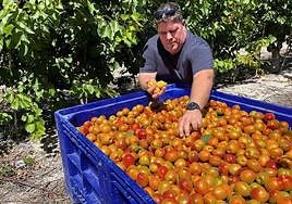 Un agricultor, junto a una cosecha de albaricoques recién cogidos.