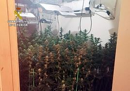 Plantas de marihuana halladas en el interior de la vivienda.