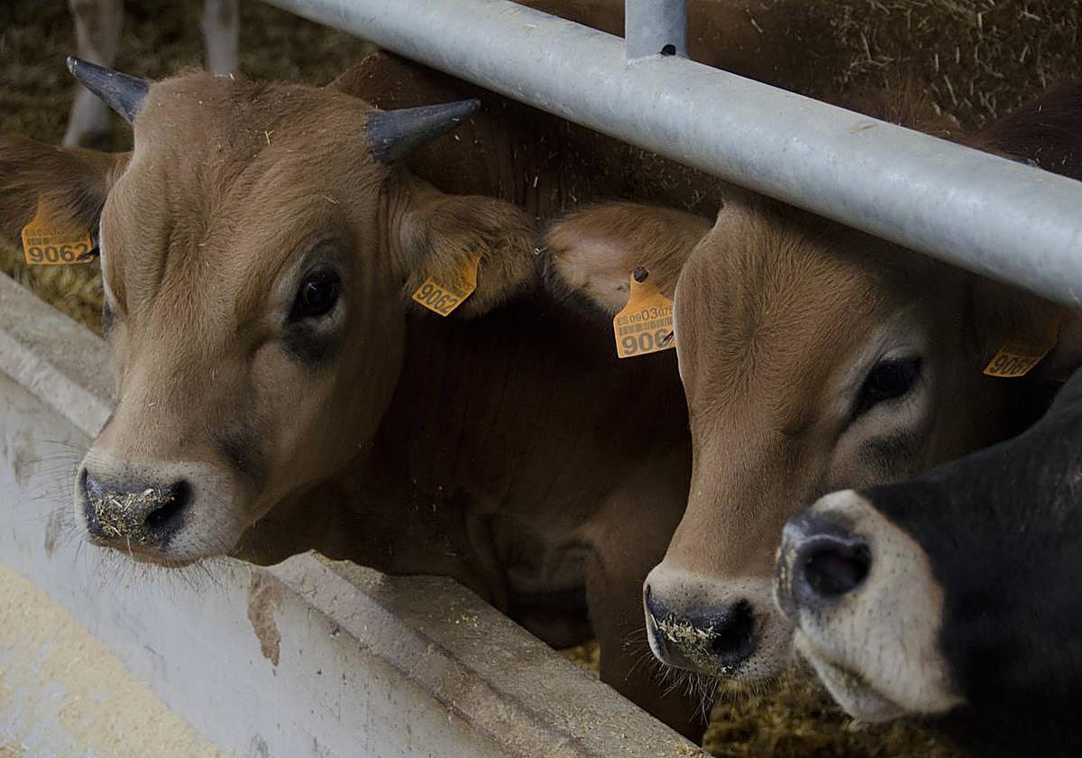 Varias vacas en un cebadero de ganado vacuno, en una imagen de archivo.