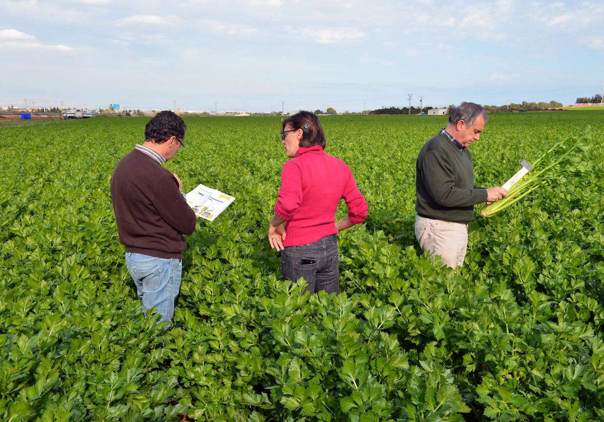 Técnicos de una asociación de empresas obtentoras evaluando una plantación de una empresa.