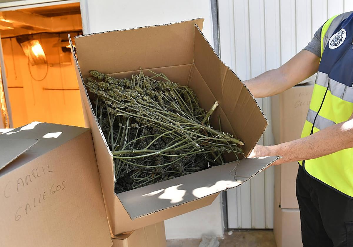 La redada de marihuana en Patiño, en imágenes