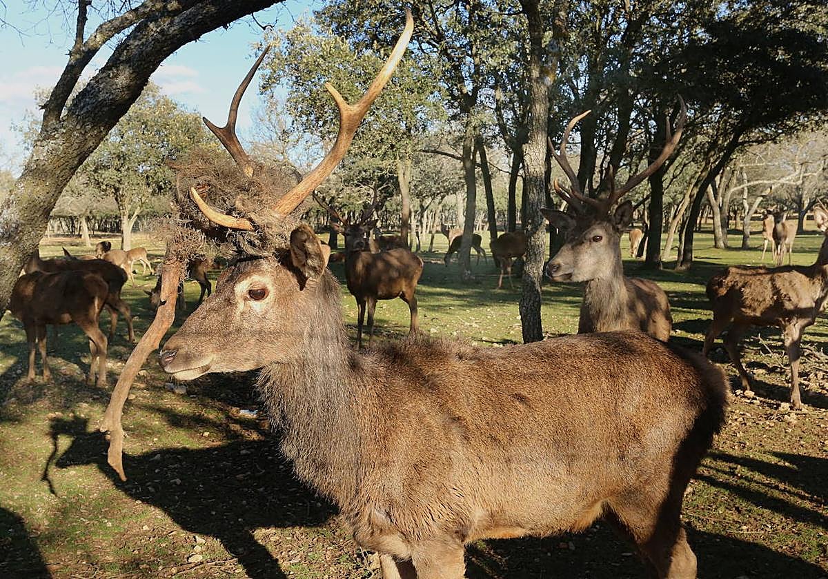 Unos ciervos, en una imagen de archivo.