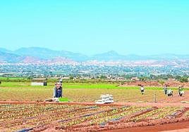 Plantaciones de lechuga en Lorca, en una imagen de archivo.
