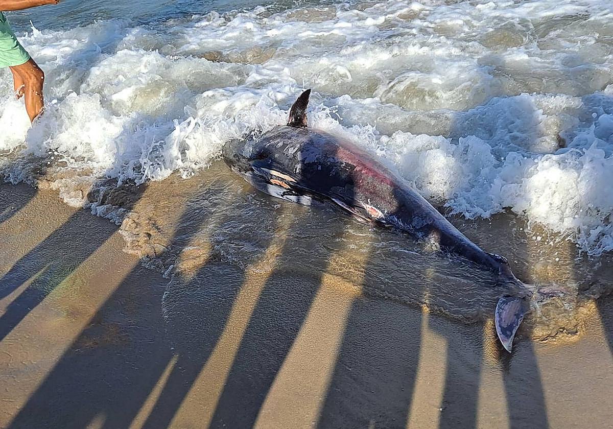 El atún arrastrado hacia la arena este viernes en La Manga.