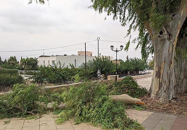 Rama de eucalipto de gran tamaño caída en el Malecón de Murcia.