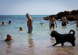 Dueños y mascotas se dan un chapuzón en Cabo Peñas, en Orihuela Costa.