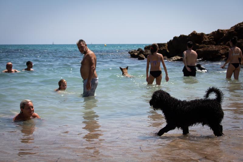 Dueños y mascotas se dan un chapuzón en Cabo Peñas, en Orihuela Costa.