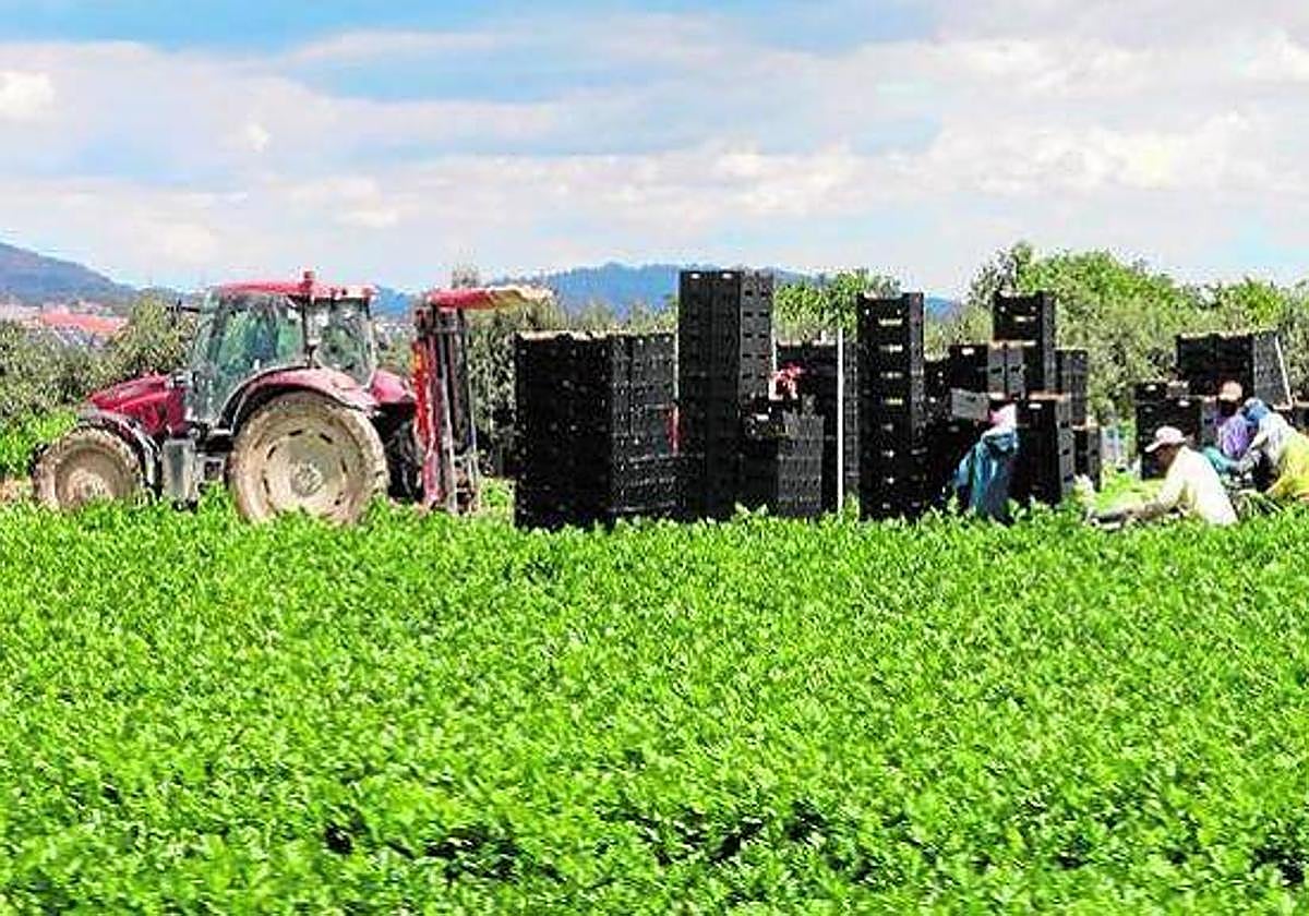 Trabajadores agrícolas en un cultivo en Lorca, en una imagen de archivo.