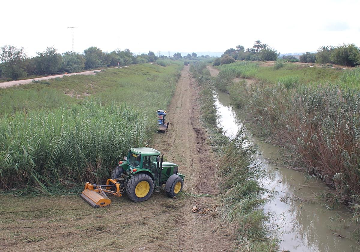 Trabajos de desbroce en el Segura a su paso por la pedanía oriolana de Molins.