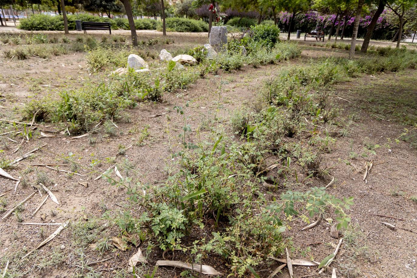 Las imágenes del deterioro del Parque de la Rosa de Cartagena
