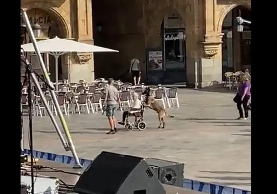 Un perro empuja una silla de ruedas en la Plaza Mayor de Salamanca.