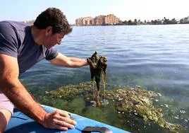 El periodista de LA VERDAD Miguel Ángel Ruiz en un Mar Menor colapsado por las algas, en el verano de 2022.