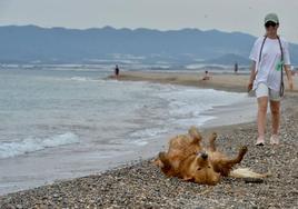 Una mujer pasea a su perro por la playa, en una imagen de archivo.