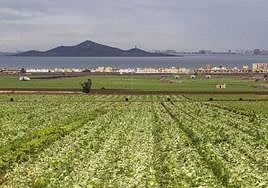 Parcelas de cultivos junto al Mar Menor, en una foto de archivo.