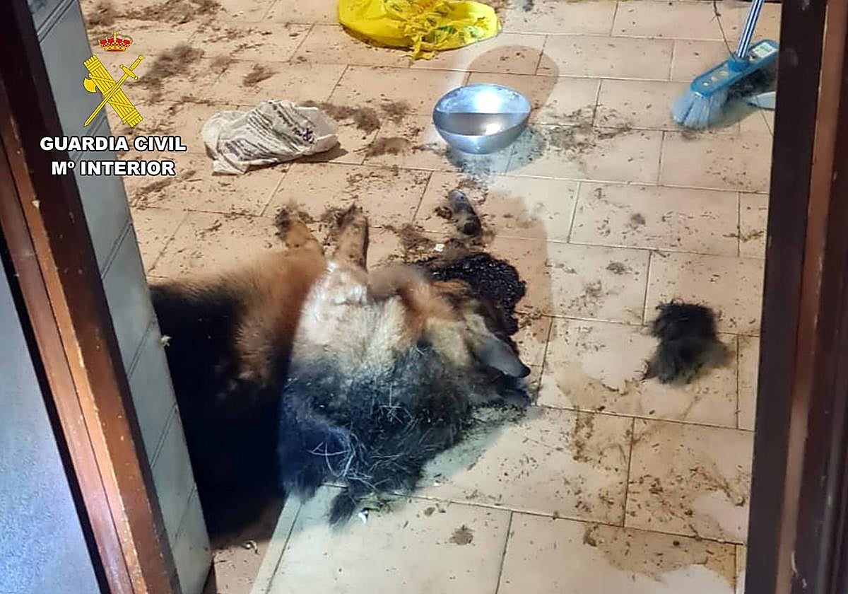 El cuerpo del animal hallado muerto en Cartagena.