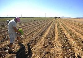 Trabajos en el campo de Cartagena, en una imagen de archivo.