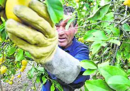 Un agricultor recoge limones en un huerto.