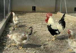 La gallina murciana: plumas muy escandalosas