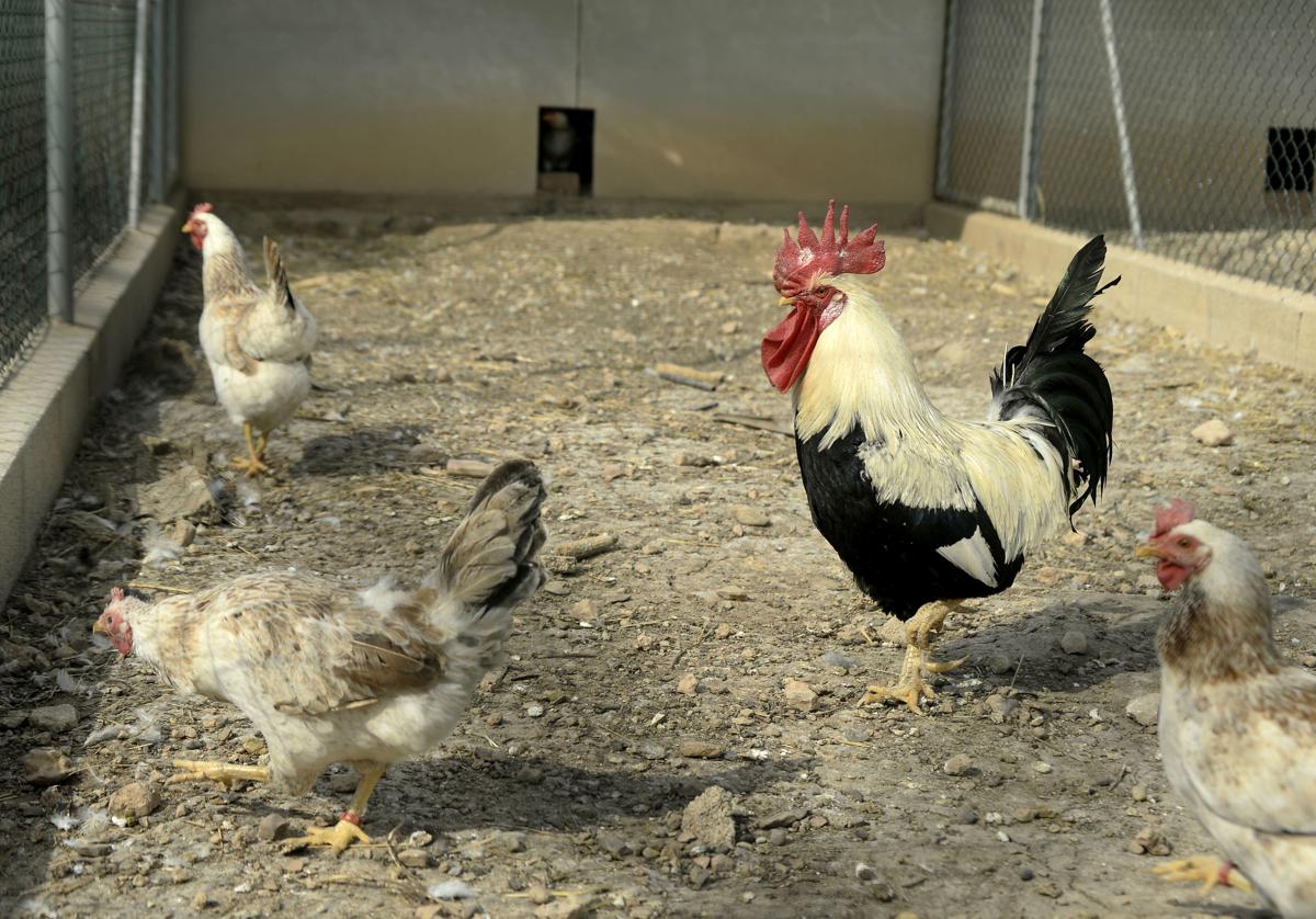 La gallina murciana: plumas muy escandalosas