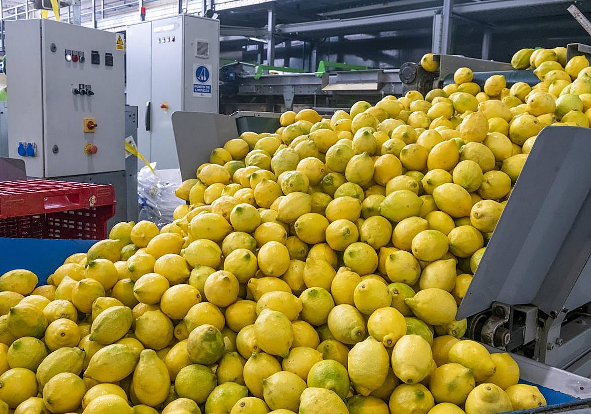 Tratamiento y envasado de limones.