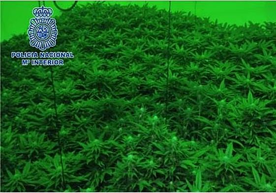 Una de las plantaciones de marihuana intervenidas en la operación.