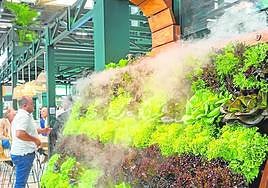 Cultivo de lechugas en sistema hidropónico, en el estand de Rijk Zwaan.
