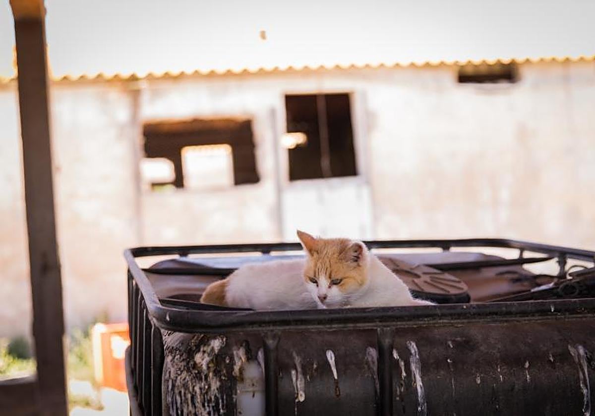 Gato callejero, en una foto de archivo.
