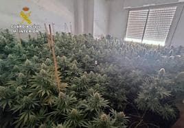 La plantación de marihuana en un piso de Fortuna.