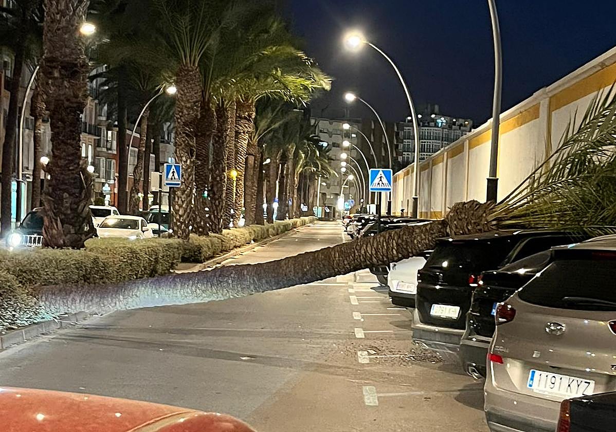 Caída de una palmera en la calle Real de Cartagena.