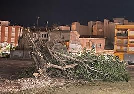 Higuera desplomada en un solar del barrio de San Cristóbal por efecto del viento.