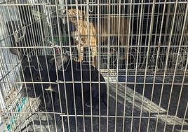 Los dos perros que cometieron la agresión, tras su captura.