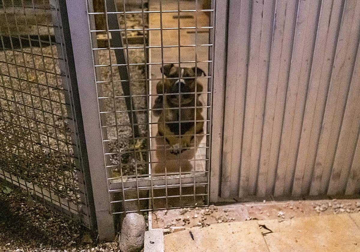 Uno de los perros de Alguazas en una imagen de archivo.