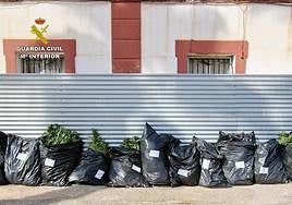 Bolsas de plantas de marihuana incautadas en la operación.