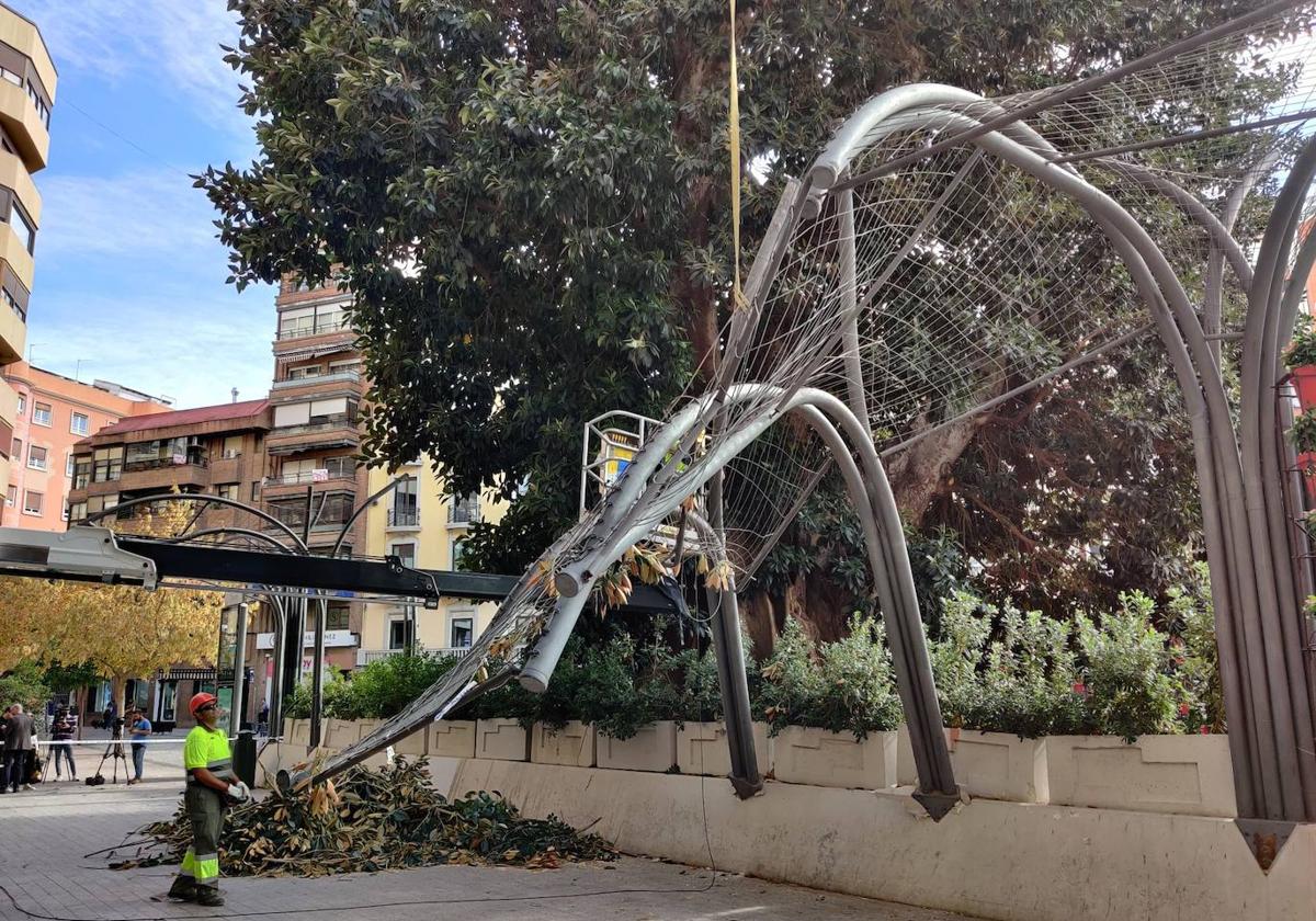 La rama del ficus de Santo Domingo que se ha caído, este jueves, en Murcia.