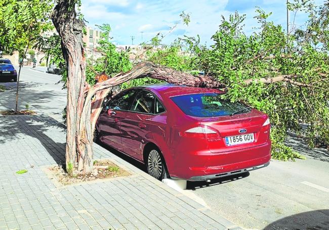 A vehicle affected by a falling tree, in Cieza.