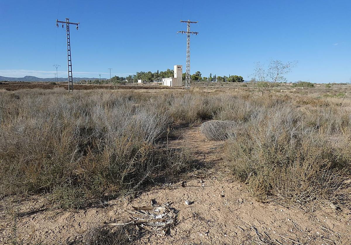 Restos de un águila perdicera junto a una línea de alta tensión en Valladolises (Murcia).