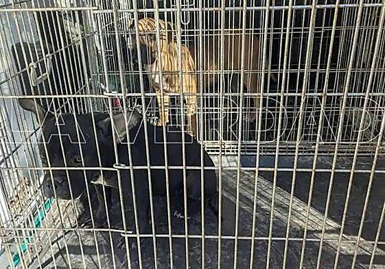 Los dos perros que cometieron la agresión, tras su captura.