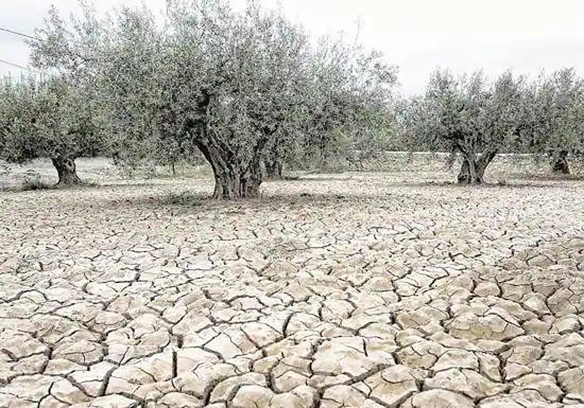 Un olivar con la tierra cuarteada por la sequía extrema.