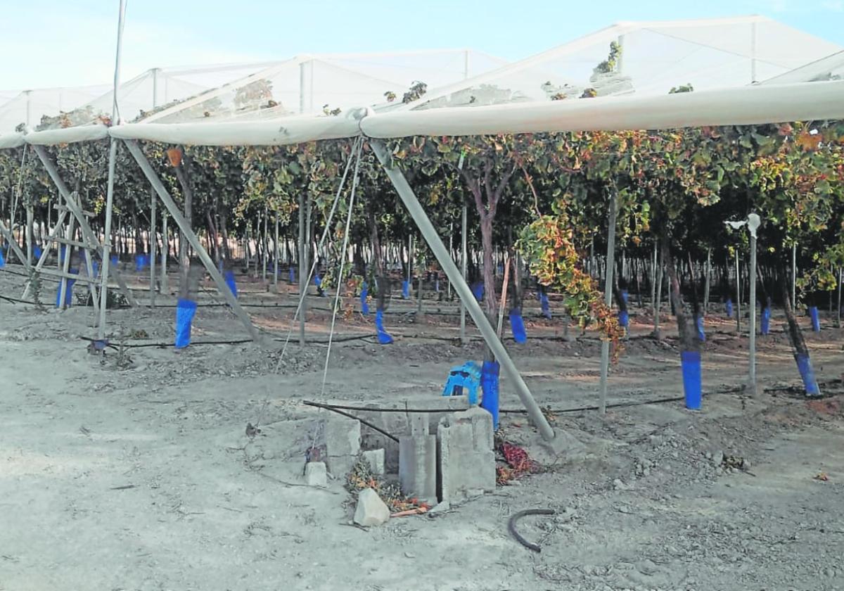 La comunidad de regantes de campotéjar apuesta por la energía solar fotovoltaica | la verdad