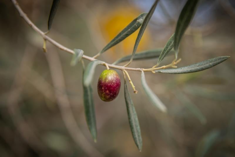 La recogida de la aceituna en el Palmeral de Orihuela, en imágenes