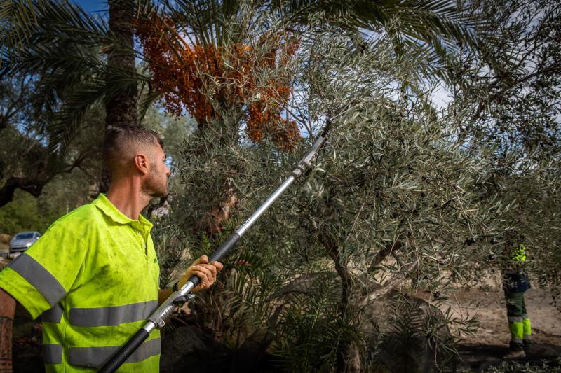 La recogida de la aceituna en el Palmeral de Orihuela, en imágenes