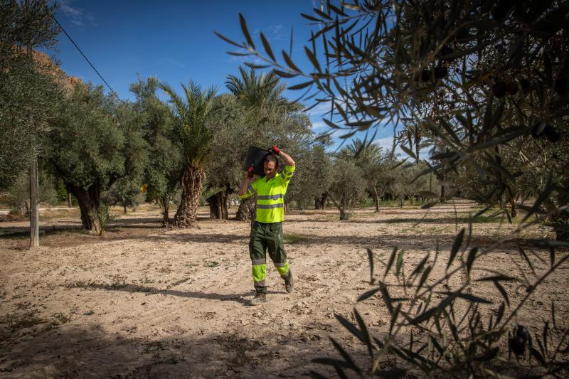 La recogida de la aceituna en el Palmeral de Orihuela, en imágenes